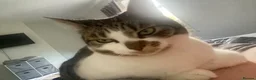 Mixed Breed cats for sale: Cat for new home - Moon in Oldham - Advert 6
