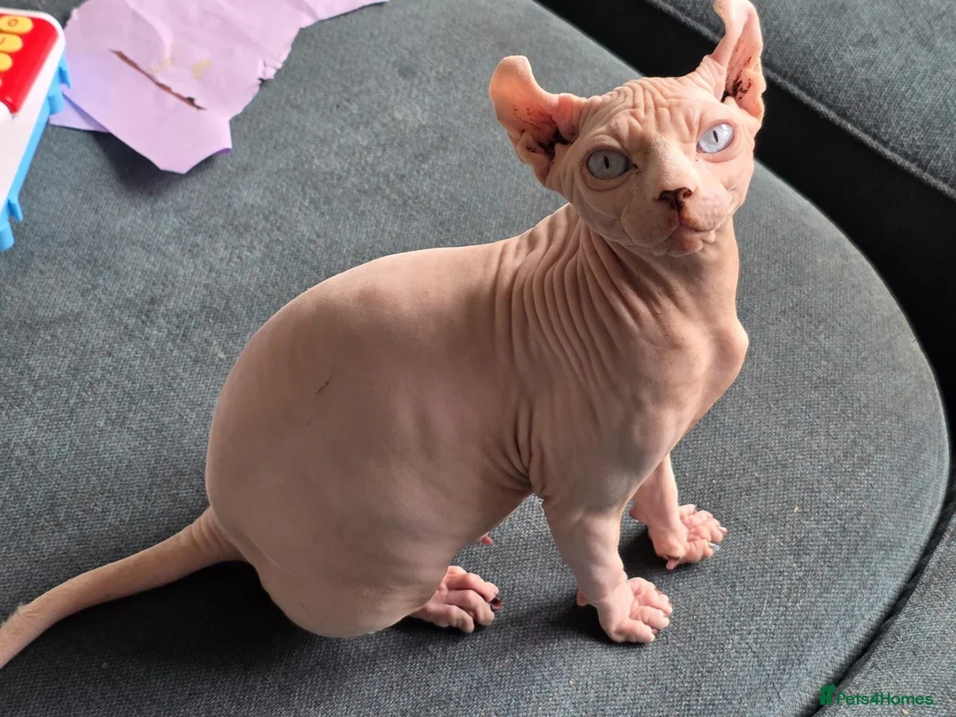 Sphynx cats for sale: Sphynx Kittens - Advert 2