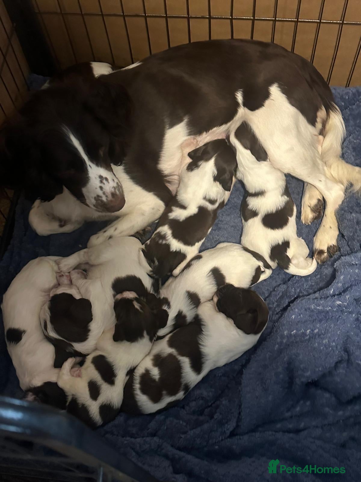 English Springer Spaniel dogs 8 Liver&White Springer Spaniel Puppies   - Advert 4