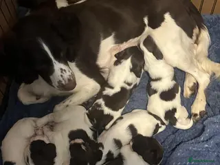 English Springer Spaniel dogs 8 Liver&White Springer Spaniel Puppies - Advert 4