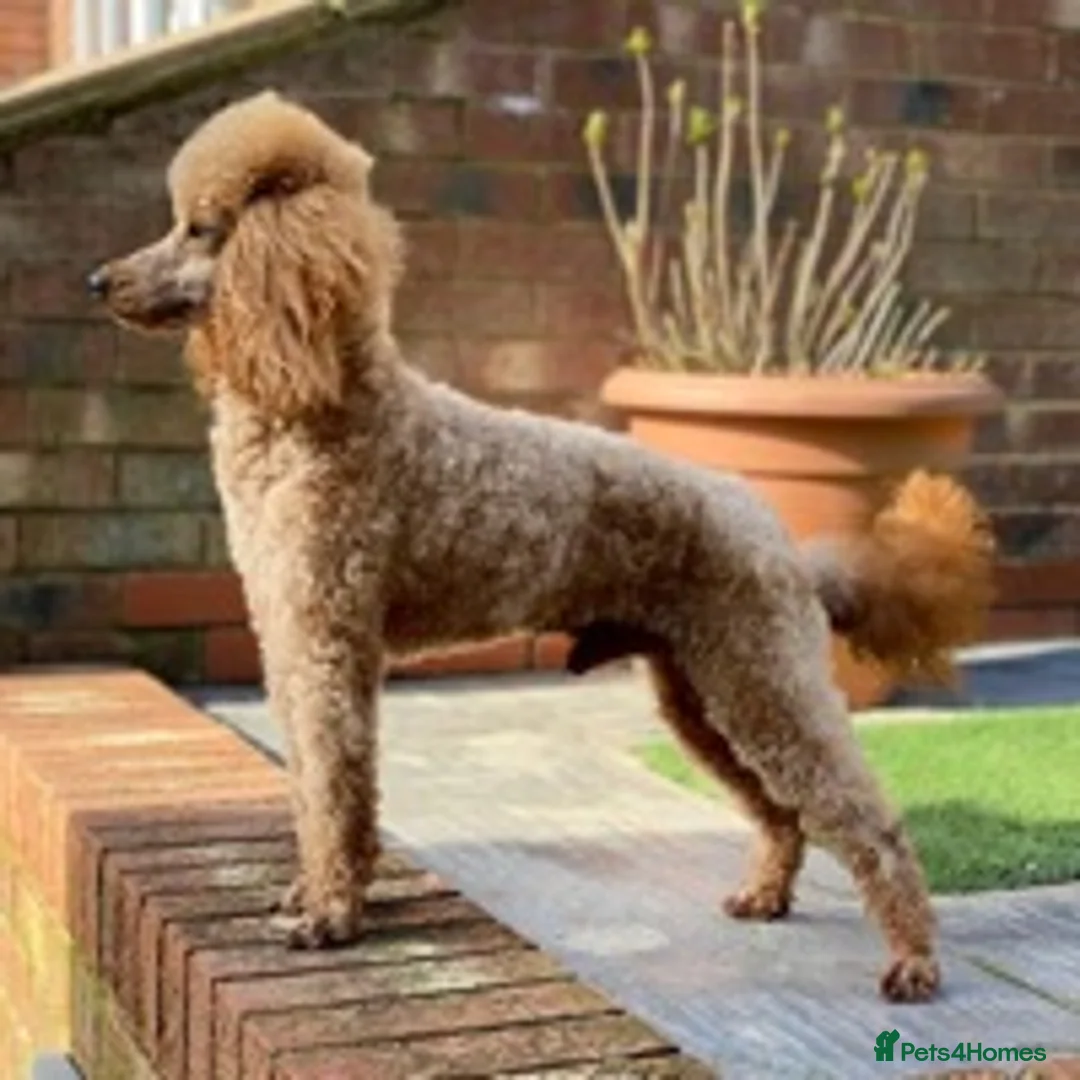 Miniature Poodle dogs for stud: DONNAJAYS PROFESSIONAL STUD SERVICE in Stafford - Advert 3