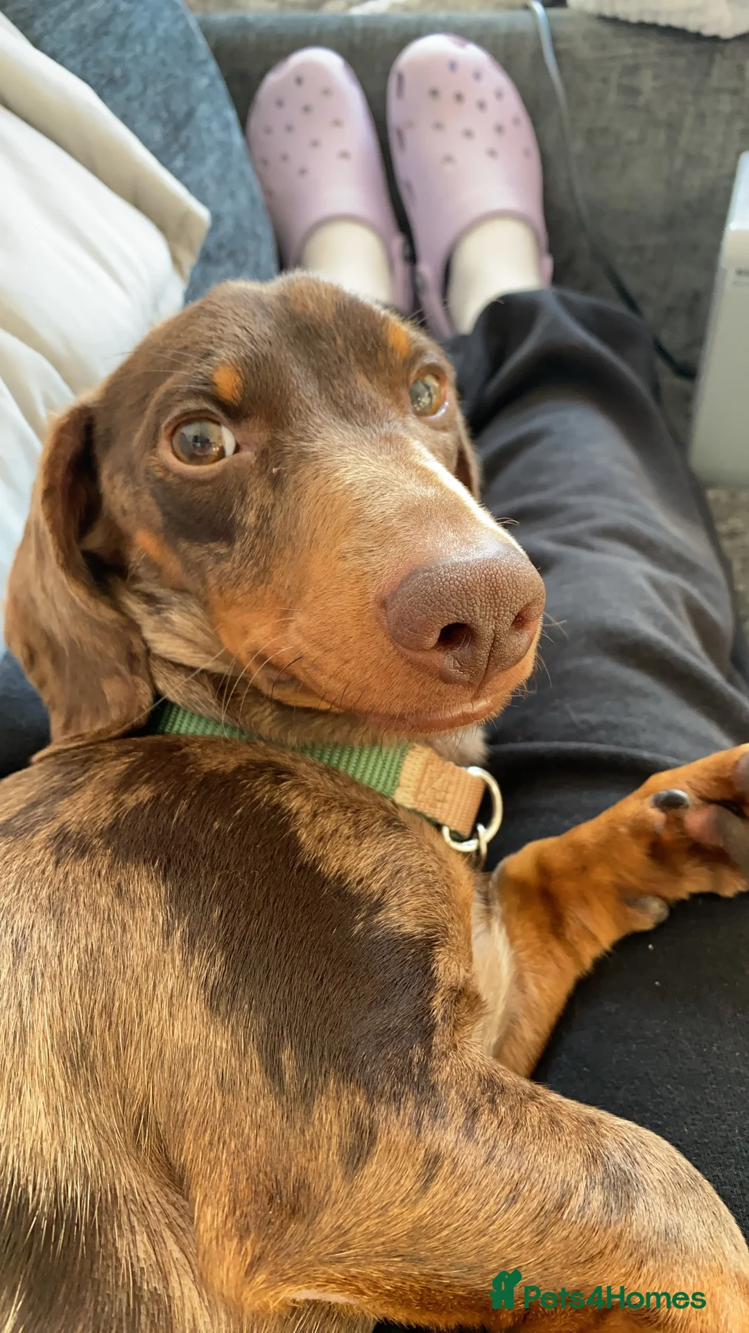 Miniature Dachshund dogs for sale: Rare dapple daschund boy in London - Advert 2