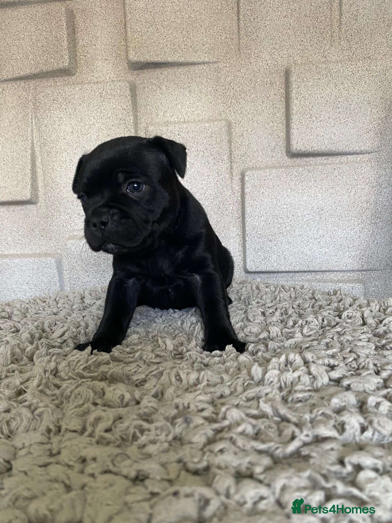 Staffordshire Bull Terrier dogs Solid black Kc staffy pups. Best in the country!  - Advert 8