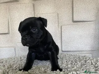 Staffordshire Bull Terrier dogs Solid black Kc staffy pups. Best in the country! - Advert 8