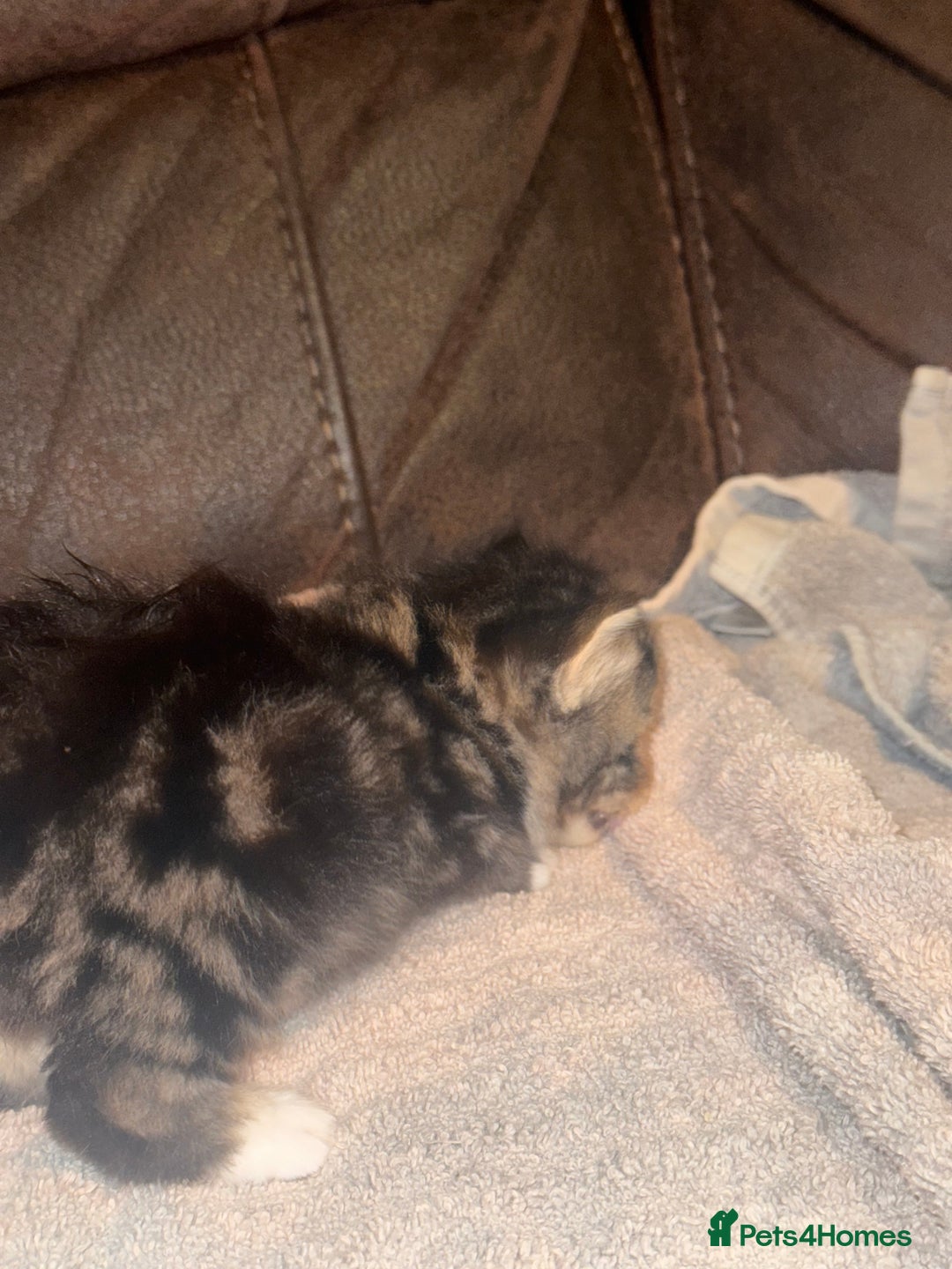 Mixed Breed cats for sale: 4 fluffy part Maine coon kittens  - Image 15