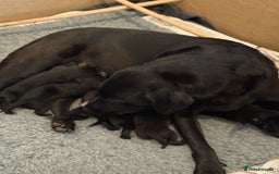 Labrador Retriever dogs for sale: Black Labrador retriever puppies KC registered - Image 10