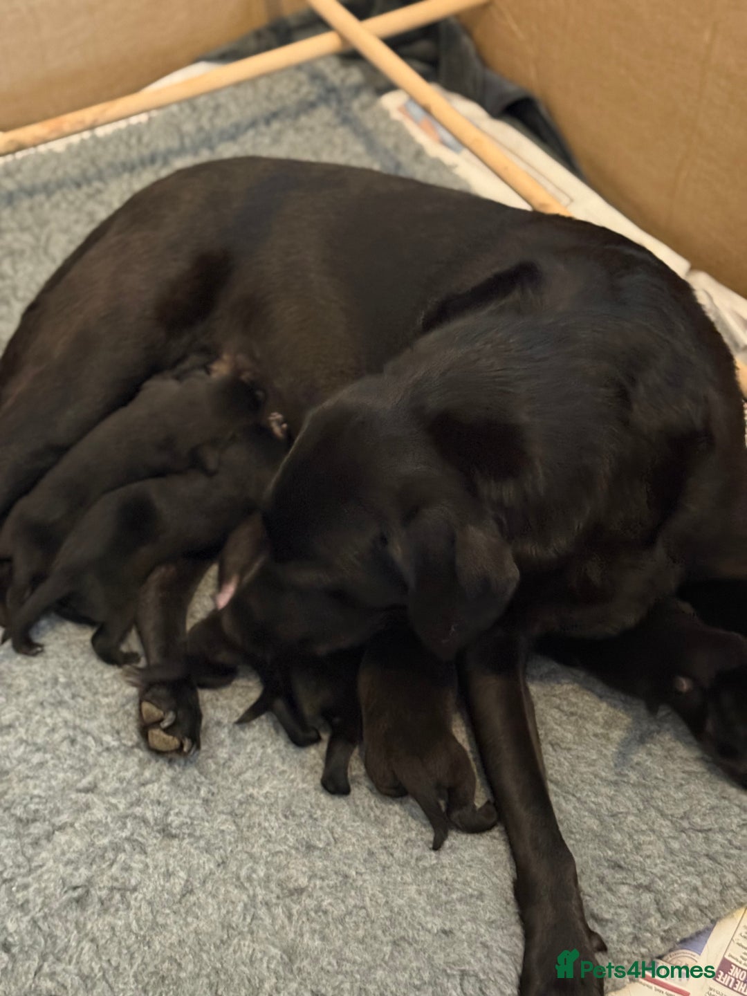 Labrador Retriever dogs for sale: Black Labrador retriever puppies KC registered - Image 10