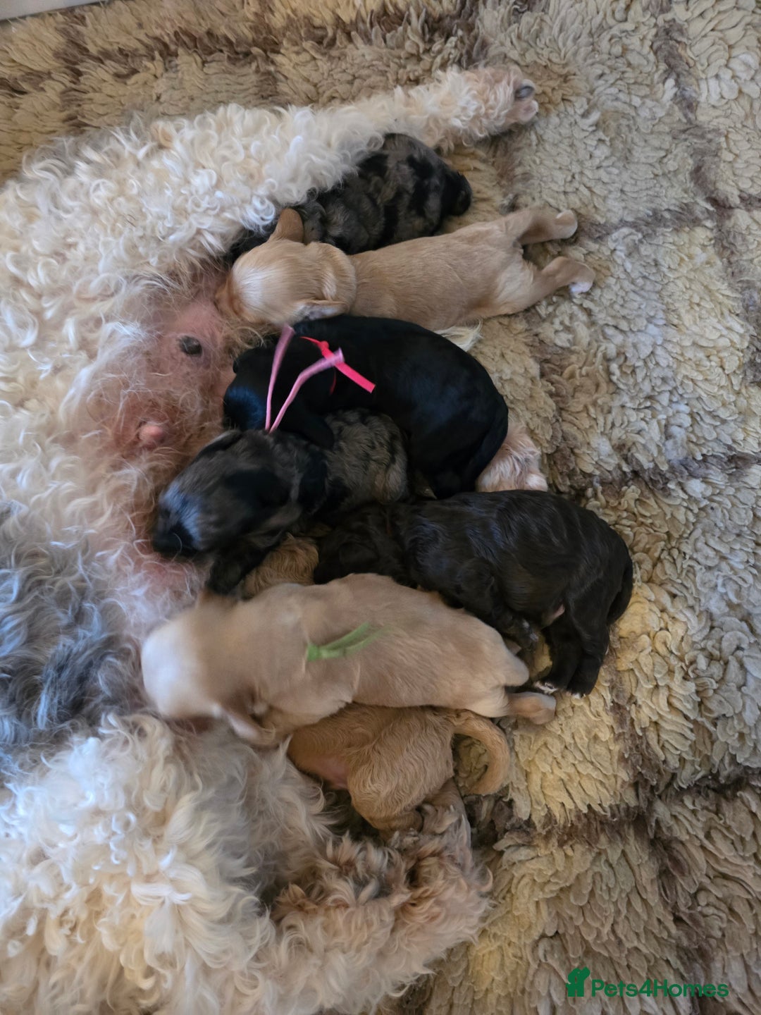 Cavapoo dogs for sale: Beautiful fully health tested cavapoo puppies  - Advert 4