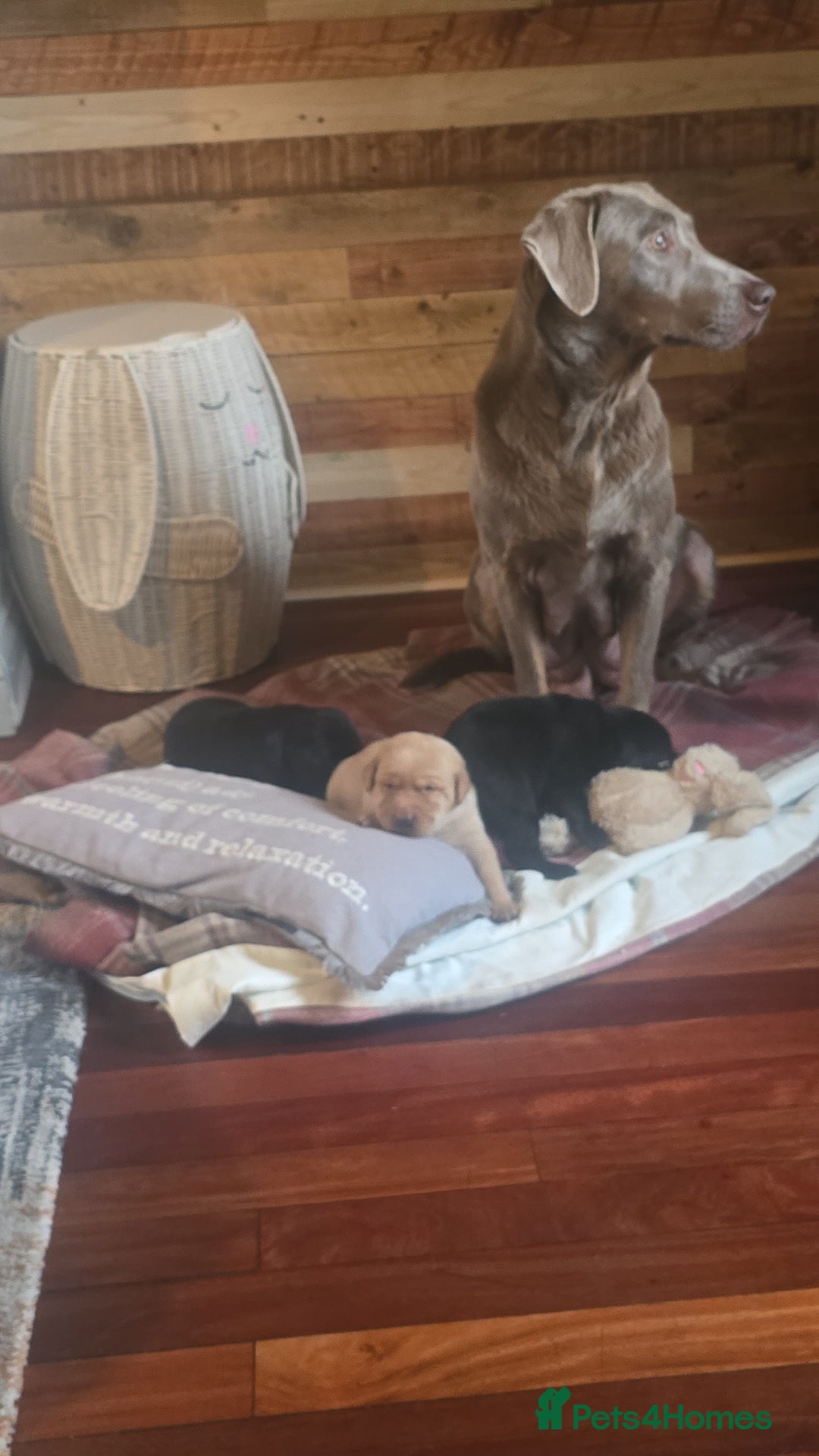 Labrador Retriever dogs for sale: Chunky labradors puppies - Image 11