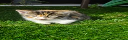 Mixed Breed cats for sale: 4 Beautiful Playful Kittens Looking for Homes - Advert 6
