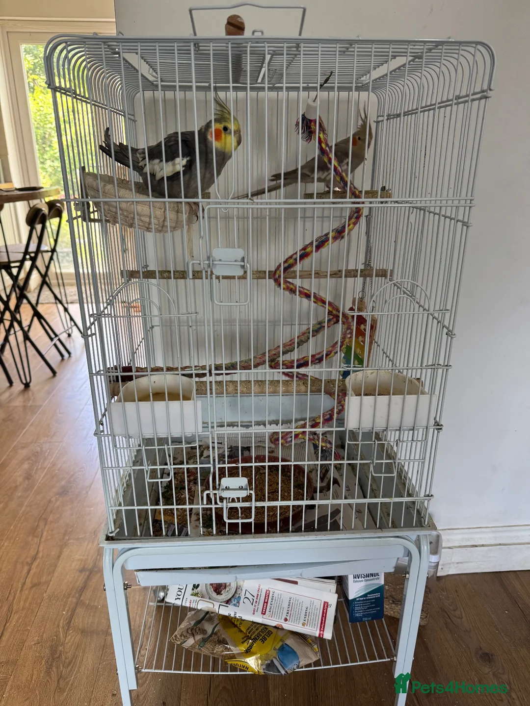 Cockatiels birds for sale: Pair of beautiful hand reared cockatiels - Advert 2