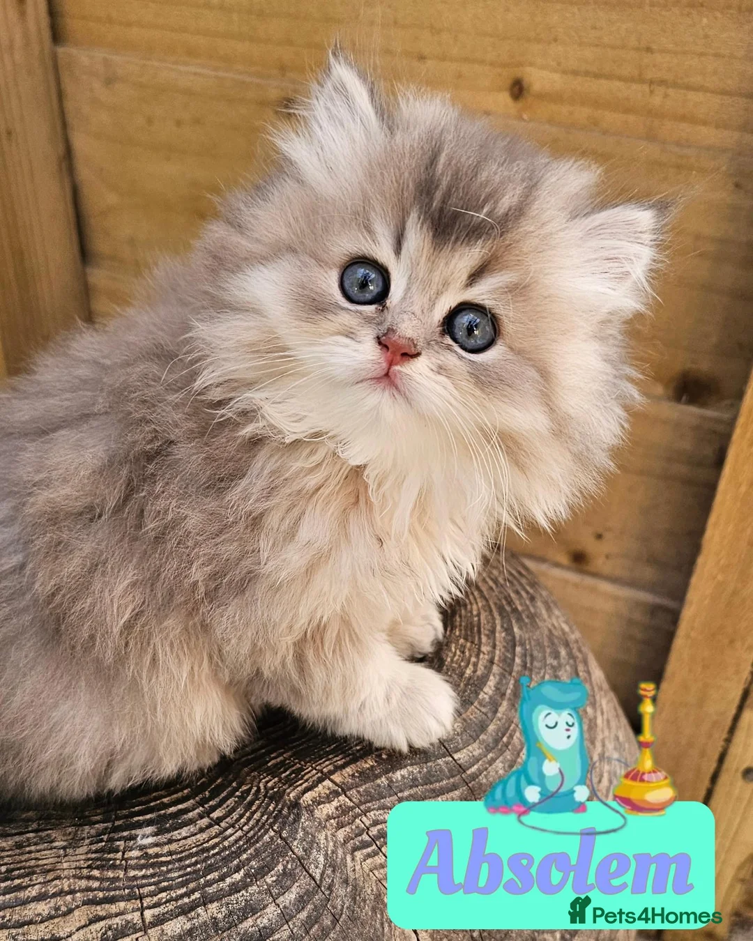 British Shorthair cats for sale: ✨️🧸 Stunning Babies 🧸✨️ - Advert 1
