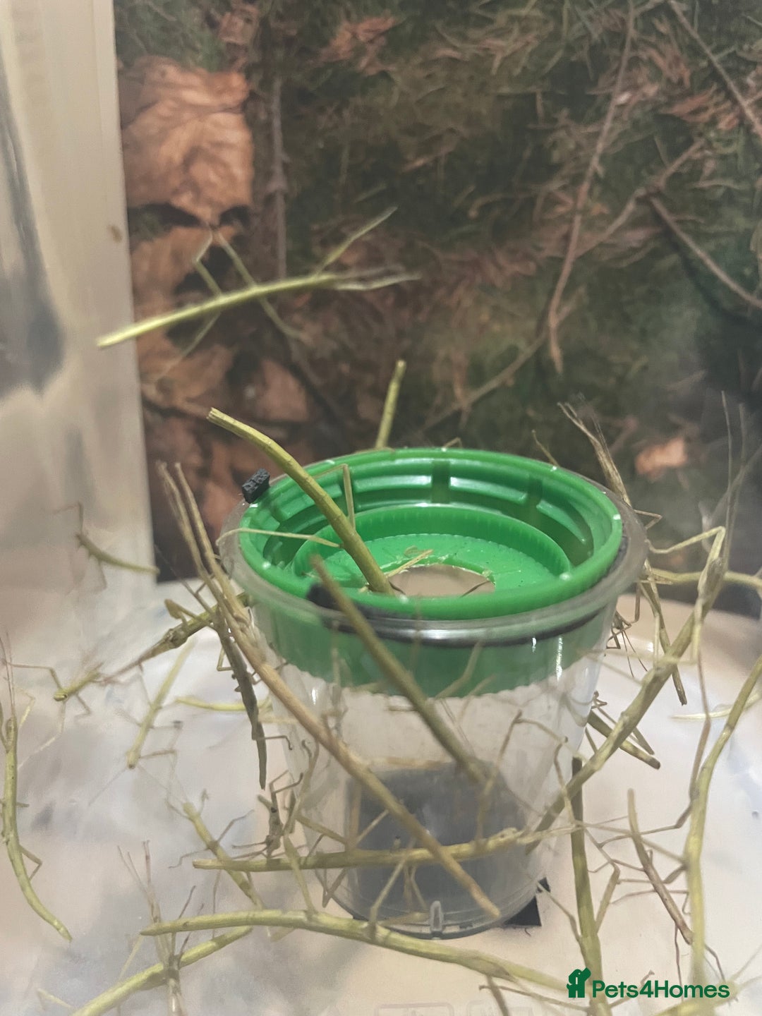 Stick Insects invertebrates for sale: Indian Stick Insects Great first pets  - Advert 3