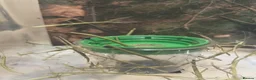 Stick Insects invertebrates for sale: Indian Stick Insects Great first pets  - Advert 3