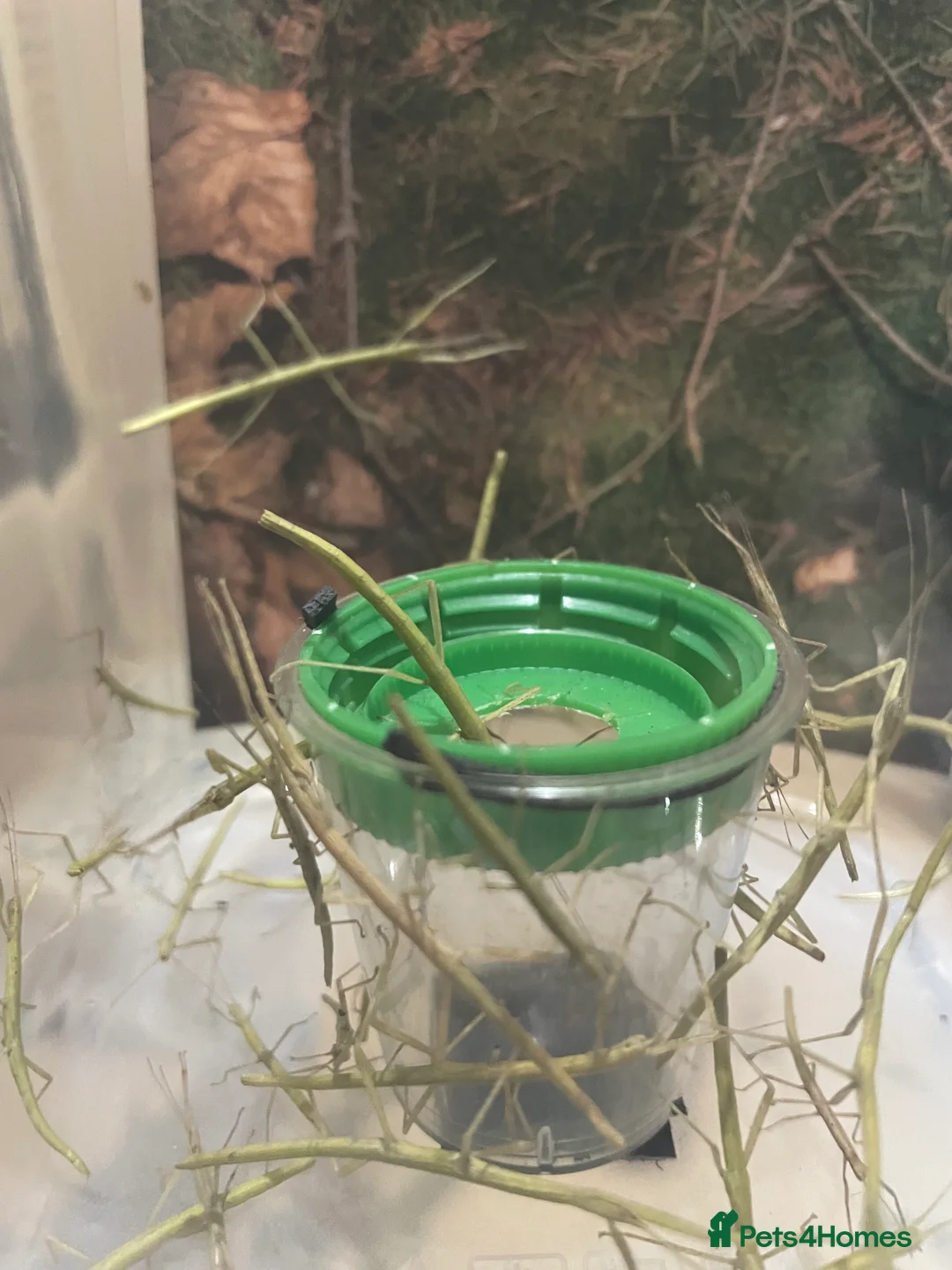 Stick Insects invertebrates for sale: Indian Stick Insects Great first pets  - Advert 3
