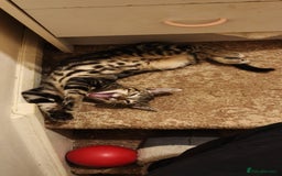 Domestic Shorthair cats for sale: Beautiful domestic short hair kittens for sale  - Image 36
