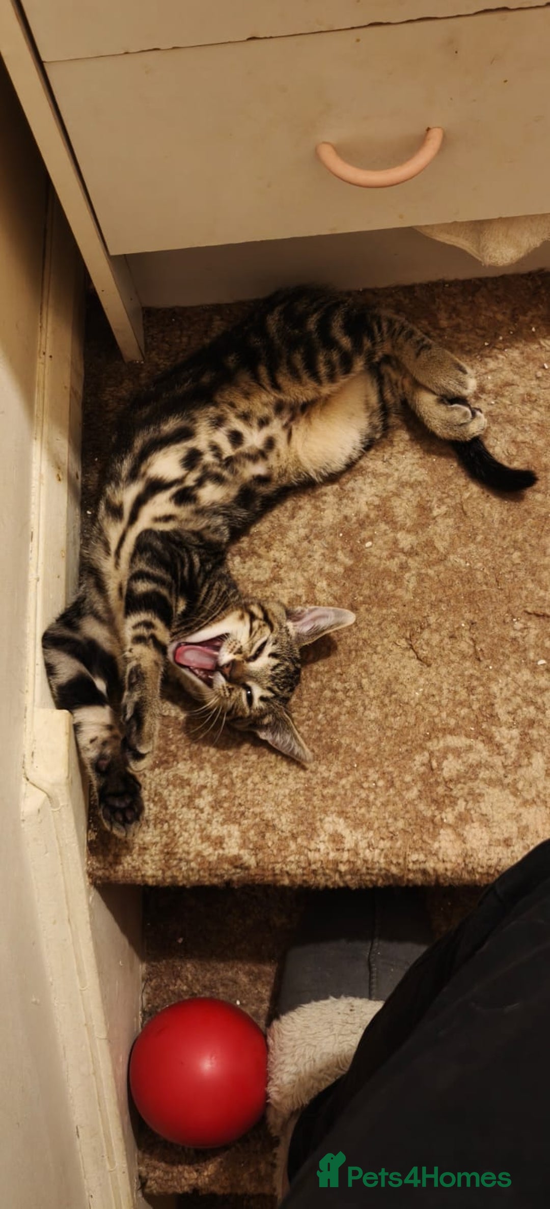 Domestic Shorthair cats for sale: Beautiful domestic short hair kittens for sale  - Image 36