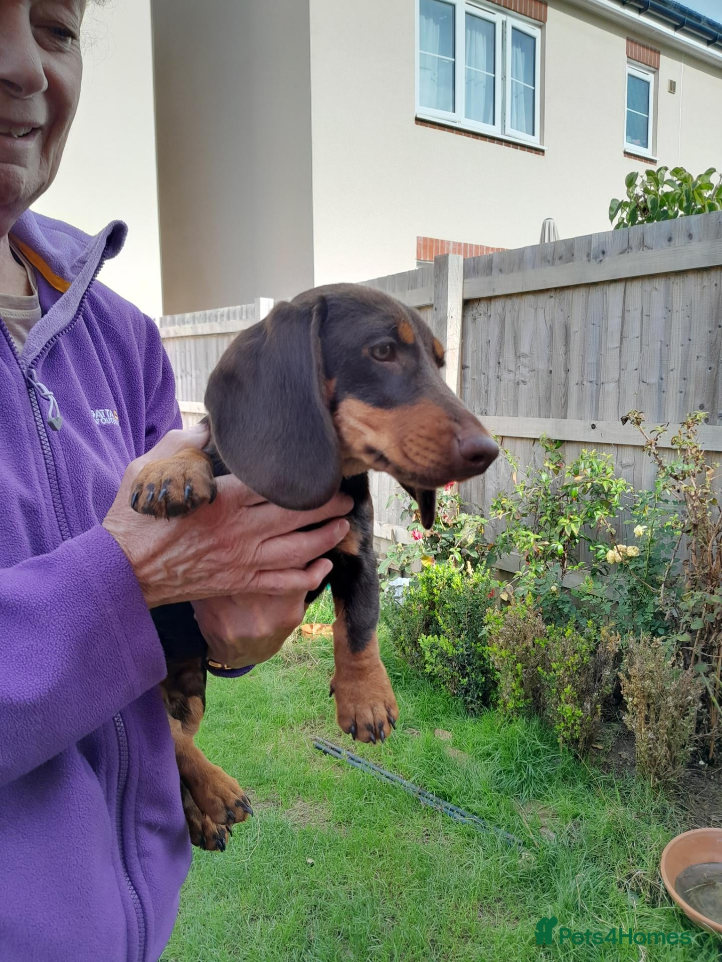 Miniature Dachshund dogs Miniature wire haired dachshunds - Advert 12