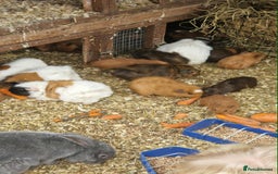 Guinea Pig rodents for sale: guinea pigs for sale - Image 8