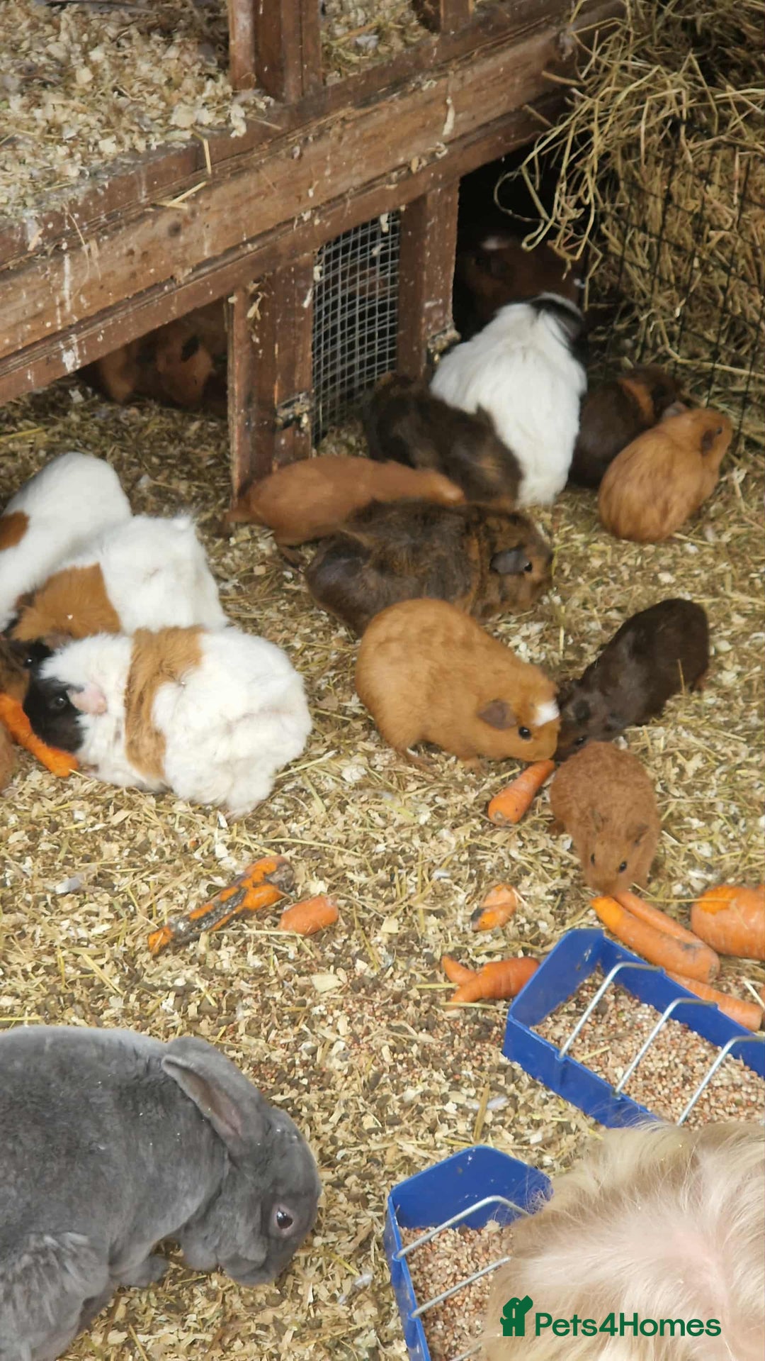 Guinea Pig rodents for sale: guinea pigs for sale - Image 8