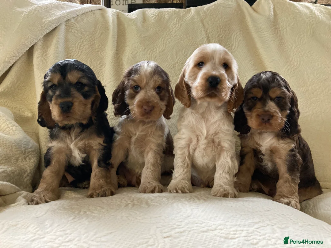 Cocker Spaniel dogs for stud: KC ‘Best Practice’ Health 🐾Show 🐾180+ pups born in Preston - Advert 18