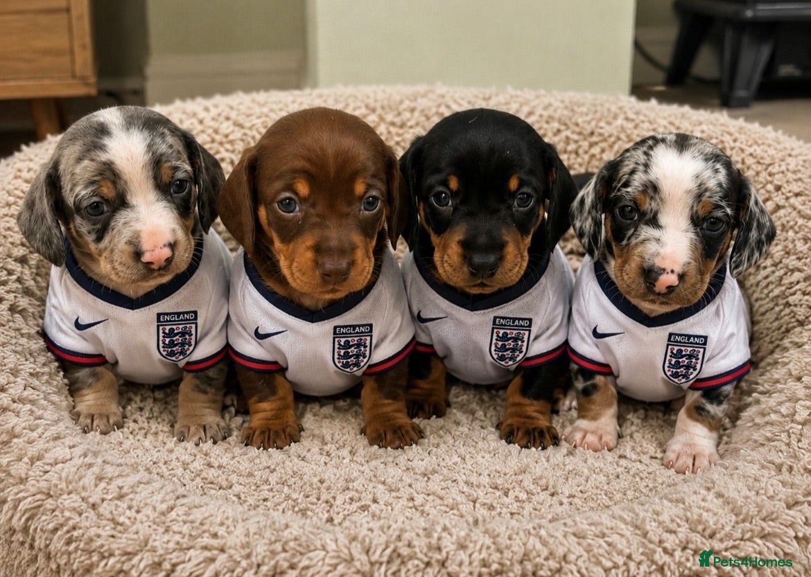 Dachshund dogs Dachshunds  - Advert 3