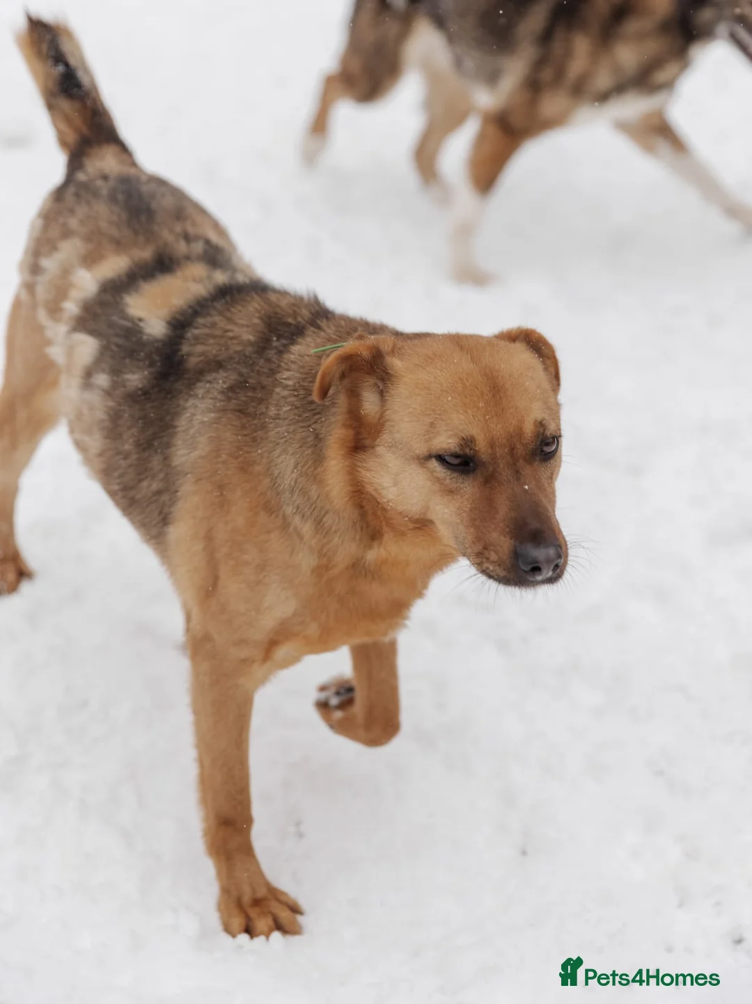 Mixed Breed dogs for adoption: ❤️Varya❤️3 yo girl full of energy, joy,&curiosity. - Advert 10