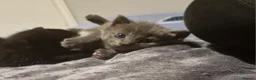 Mixed Breed cats for sale: RARE Sphynx Cross Babies - Advert 17
