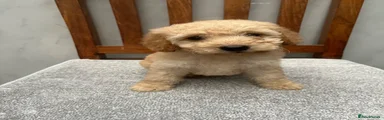 Cockapoo 1