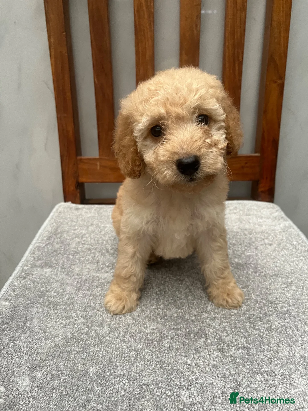 Cockapoo dogs for sale: Cockapoo puppies  - Advert 10