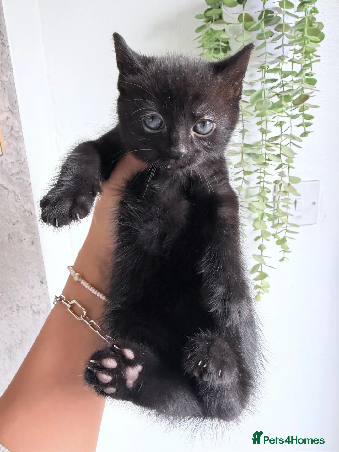 American Shorthair cats for sale: Beautiful kittens  - Advert 6