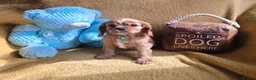 Cavalier King Charles Spaniel dogs for sale: Beautiful  Cavalier  puppies  - Advert 12