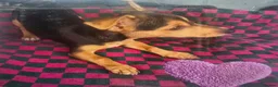 Jack Russell dogs for sale: Jack Russell puppy’s  - Advert 7