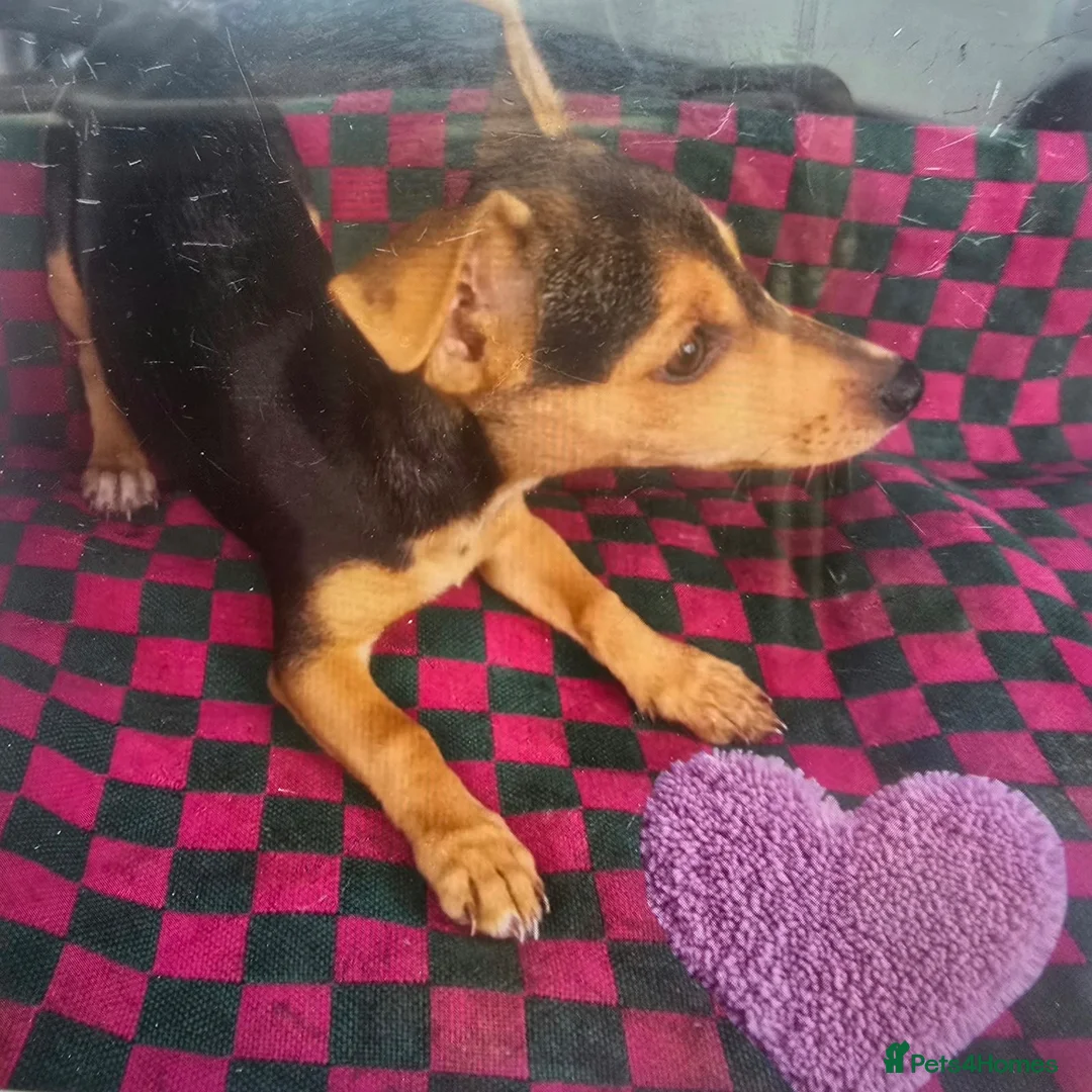 Jack Russell dogs for sale: Jack Russell puppy’s  - Advert 7