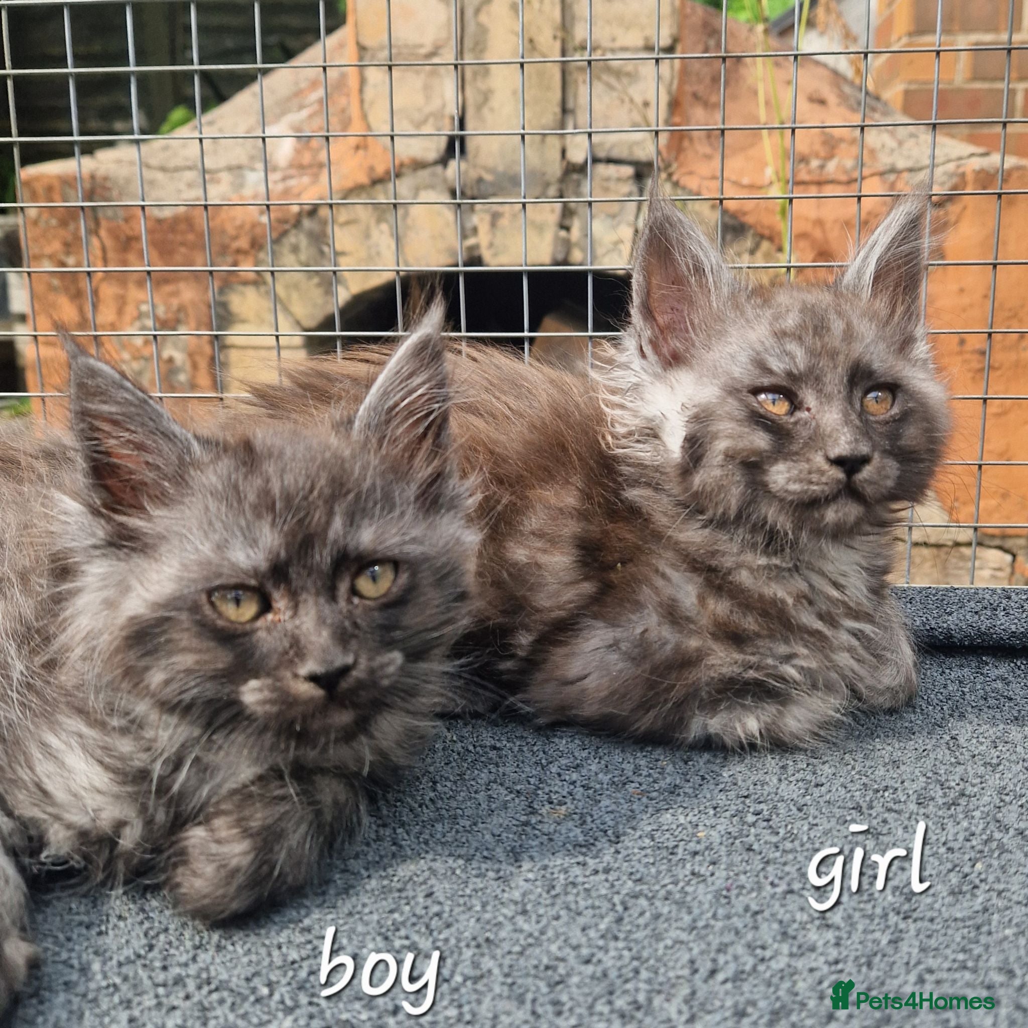 Maine Coon cats Pedigree - smoke russian line mainecoons - Advert 2