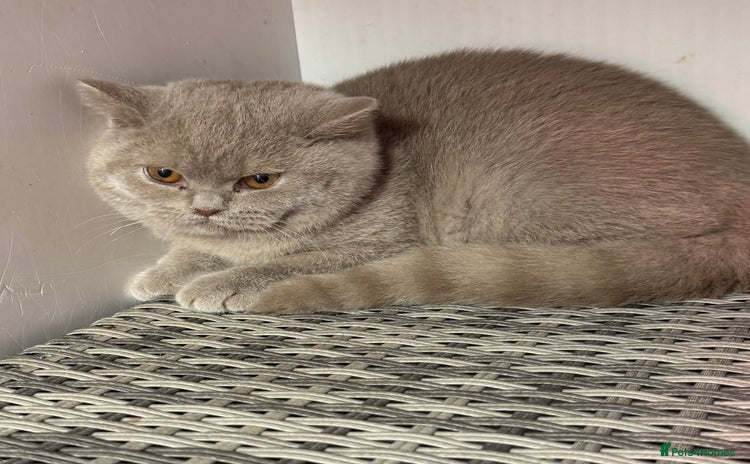 British Shorthair cats 1 left REDUCED Stunning British shorthair kittens - Advert 6
