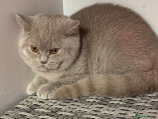 British Shorthair cats 1 left Stunning British shorthair kittens - Advert 4