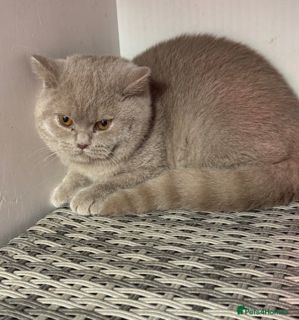 British Shorthair cats 1 left REDUCED Stunning British shorthair kittens - Advert 6
