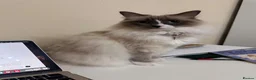Ragdoll cats for sale: Beautiful Ragdoll Cat Vaccinated & Microchipped  in Leyland - Advert 6