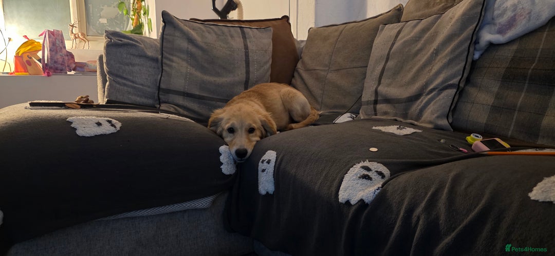 Golden Retriever dogs for sale: 6 month old beautiful golden retriever  - Advert 2