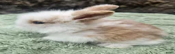 Lionhead rabbits for sale: 7 gorgeous Harlequin Lion Lop bunnies - Advert 6