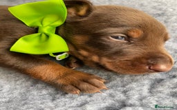 Dobermann dogs for sale: KC REGISTERED HEALTH TESTED DOBERMAN PUPS - Image 1