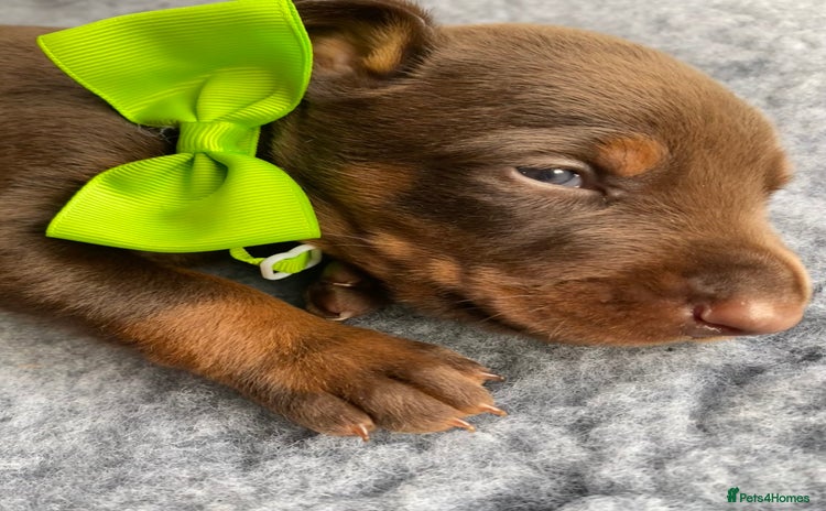 Dobermann dogs - Advert 8