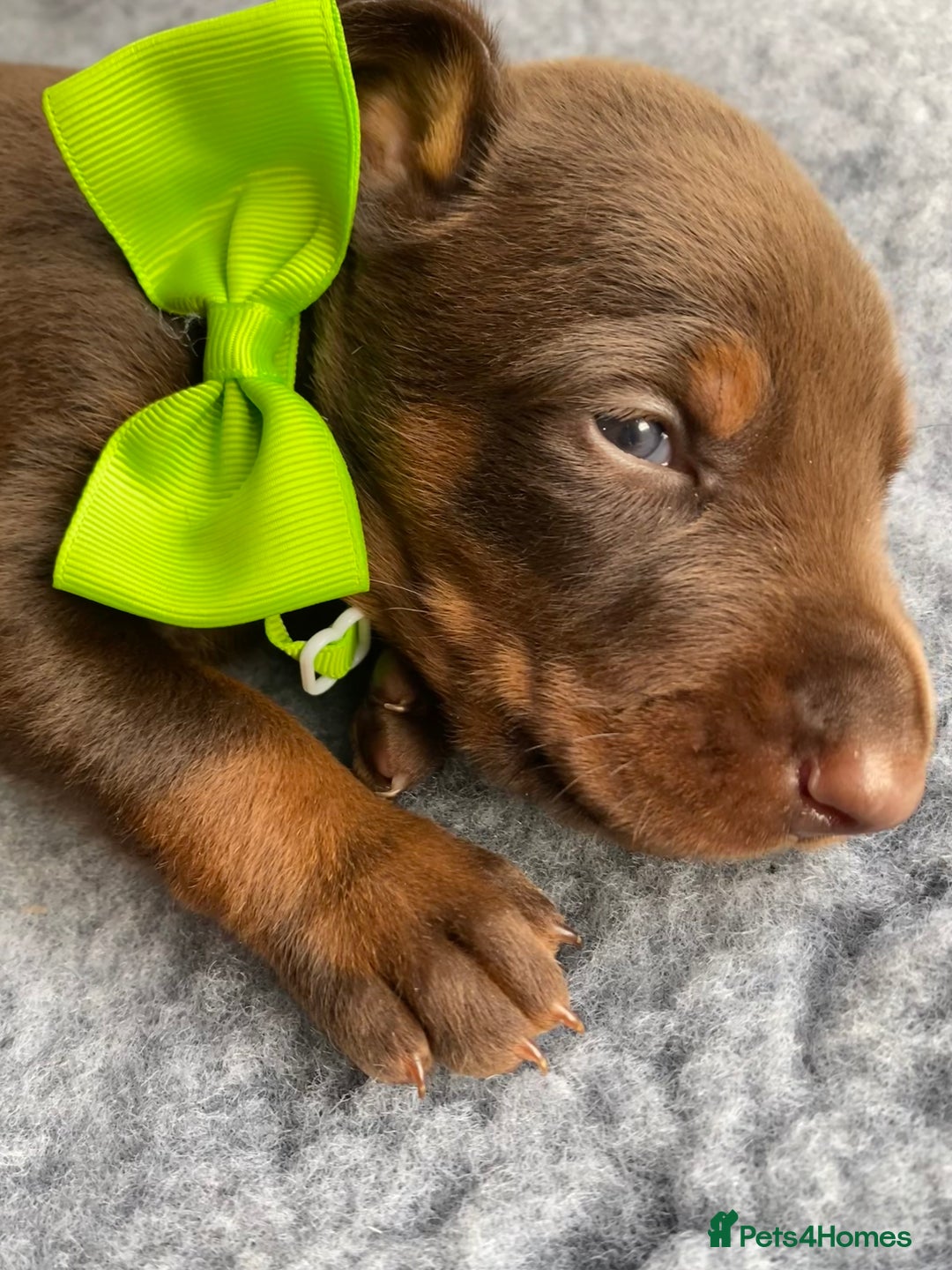 Dobermann dogs for sale: KC REGISTERED HEALTH TESTED DOBERMAN PUPS - Image 1
