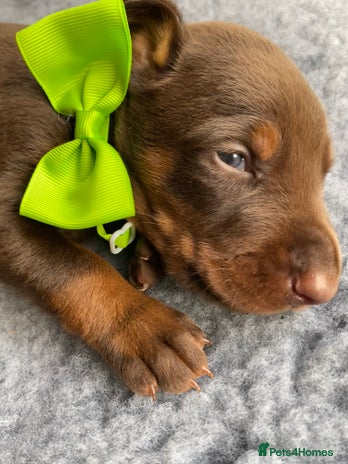 Dobermann dogs - Advert 4