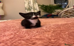 Domestic Shorthair cats for sale: Russian blue mix - Advert 13