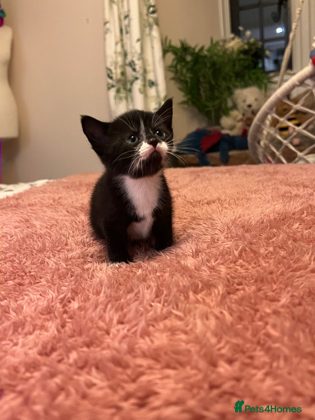 Domestic Shorthair cats for sale: Russian blue mix - Advert 13