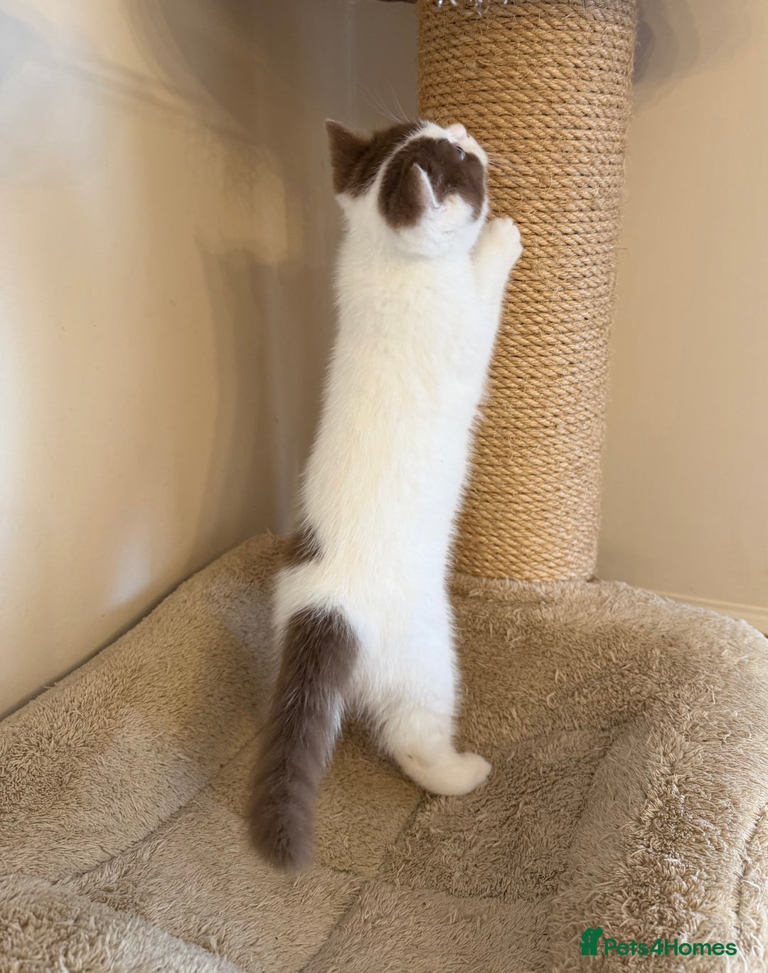 British Shorthair cats for sale: Stunning litter of kittens  - Advert 10