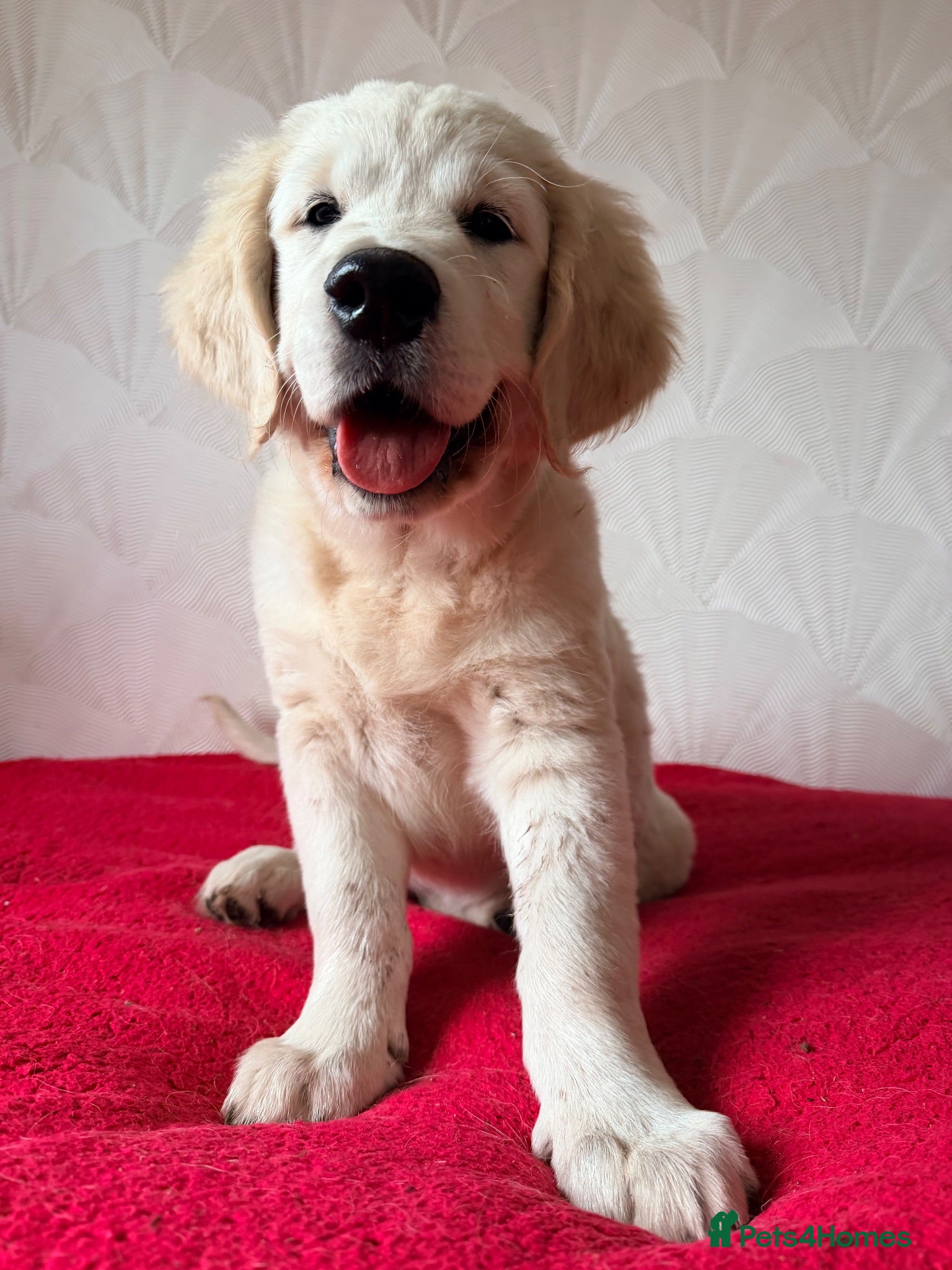 Golden Retriever dogs World Champion Bloodlines • FCI & KC - Advert 2