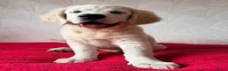 Golden Retriever dogs for sale: Therapy Dog -Multi-Championship Bloodlines - Advert 9